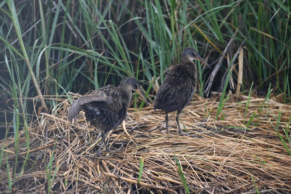 Virginia Rail - ML620272435