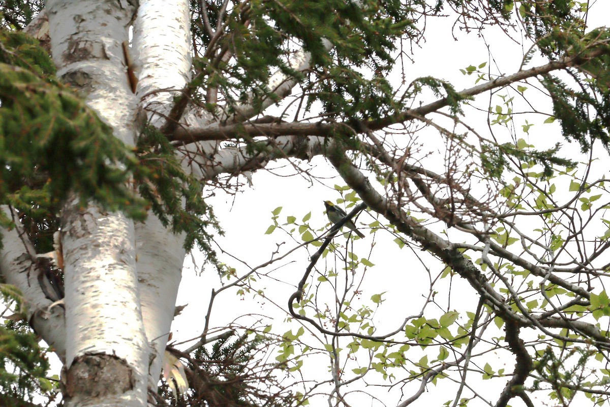 Black-throated Green Warbler - ML620272441