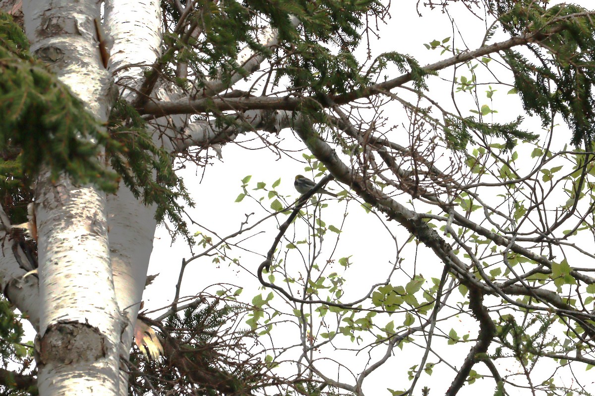 Black-throated Green Warbler - ML620272442