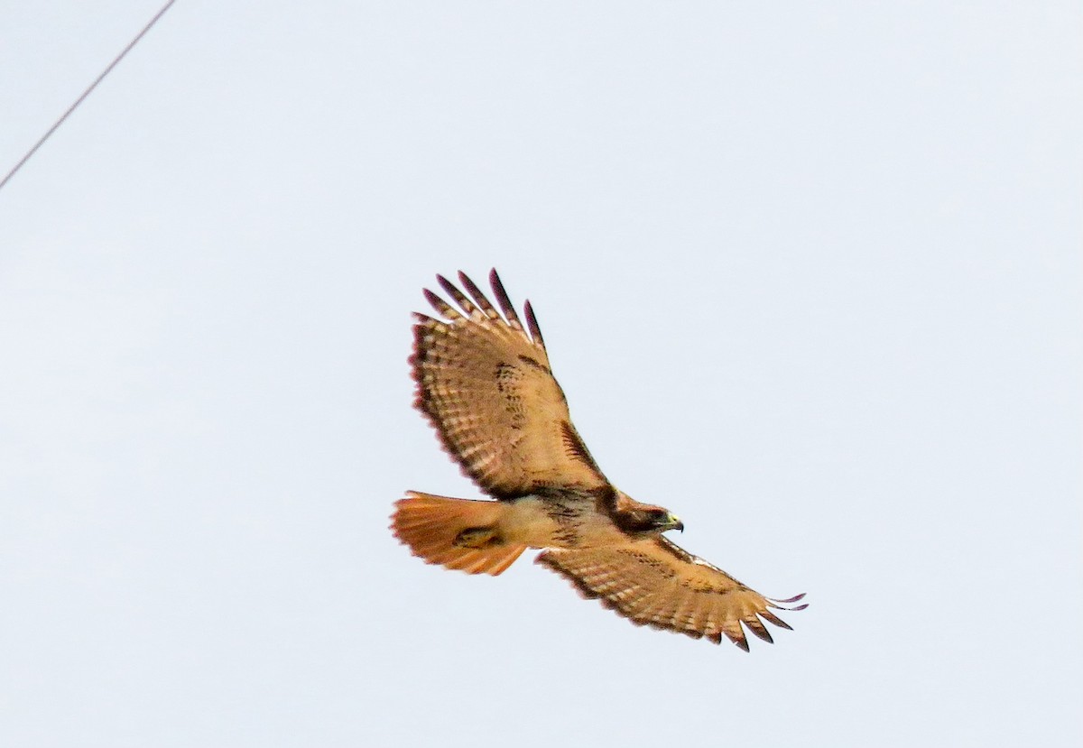 Red-tailed Hawk - ML620272445