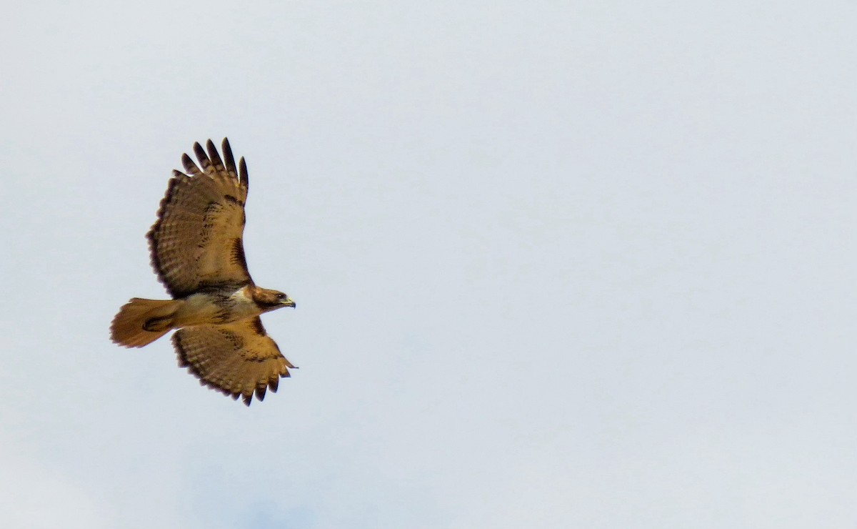 Red-tailed Hawk - ML620272446
