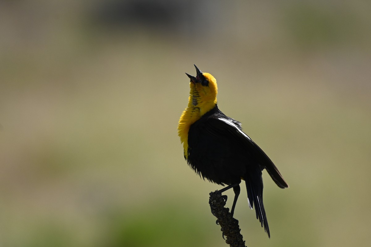 Yellow-headed Blackbird - ML620272449