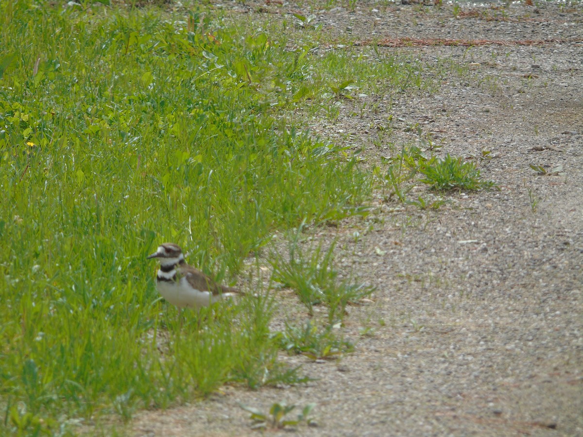 Killdeer - ML620272451