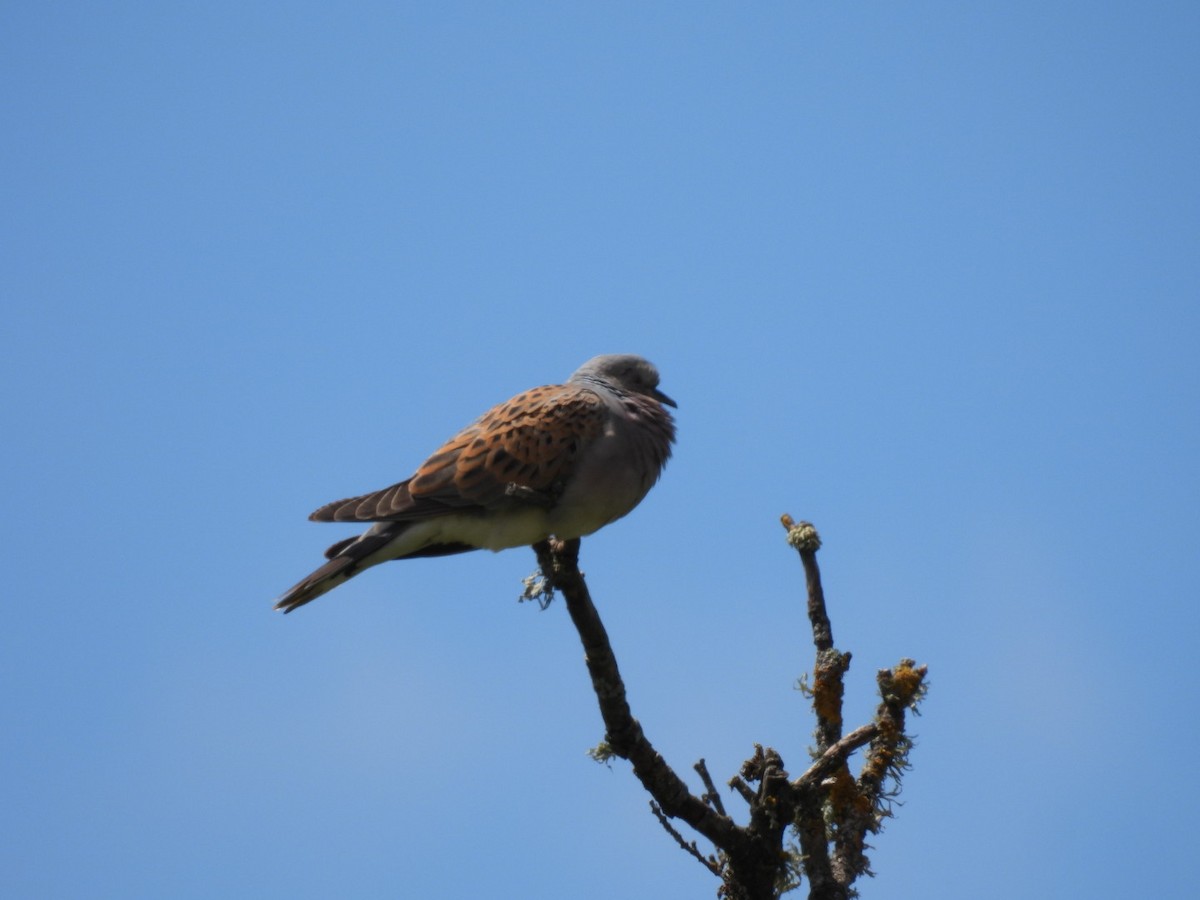 European Turtle-Dove - ML620272454