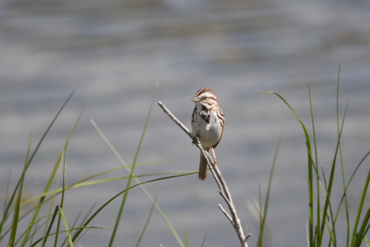 Song Sparrow - ML620272458