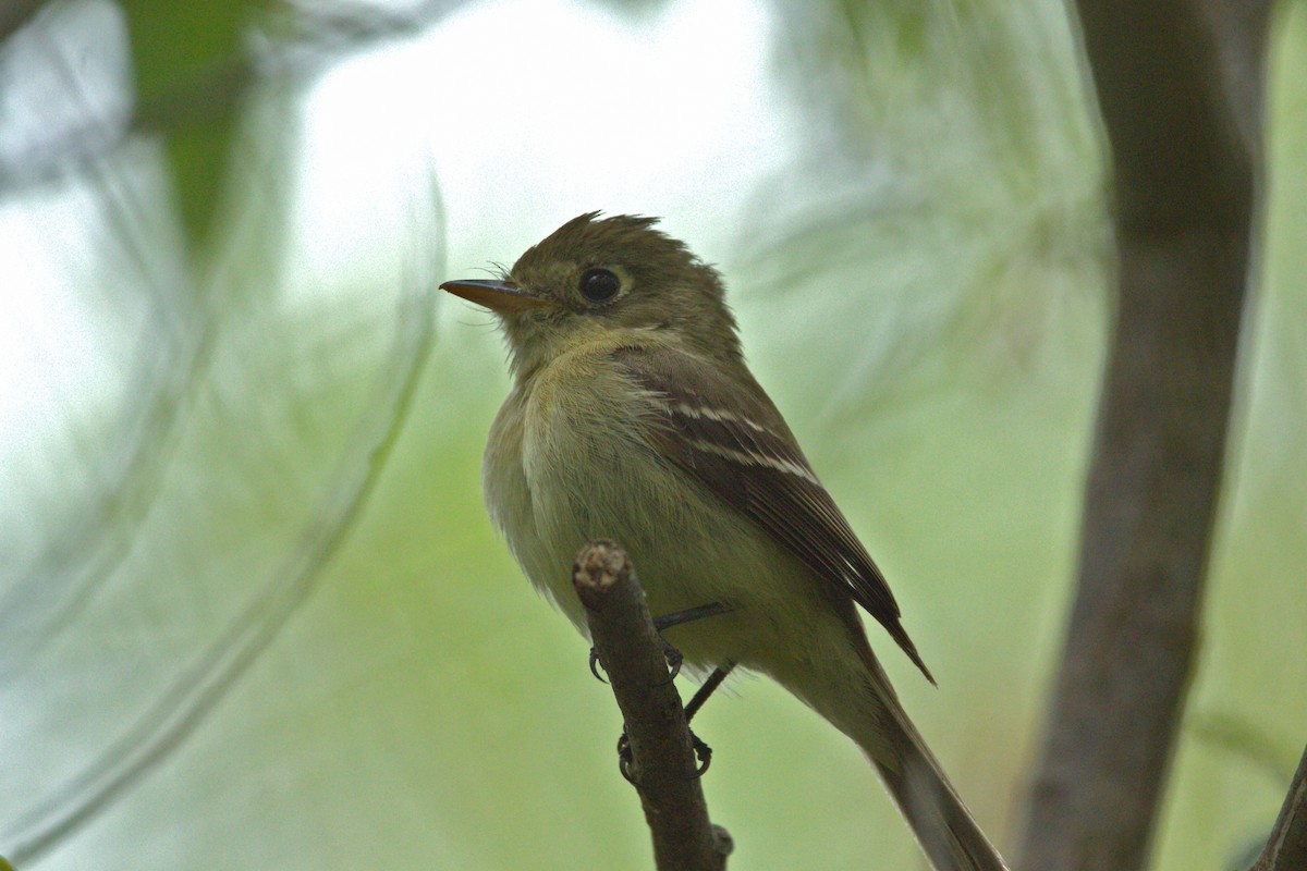 Western Flycatcher (Pacific-slope) - ML620272459