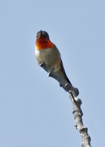 Ruby-throated Hummingbird - ML620272460