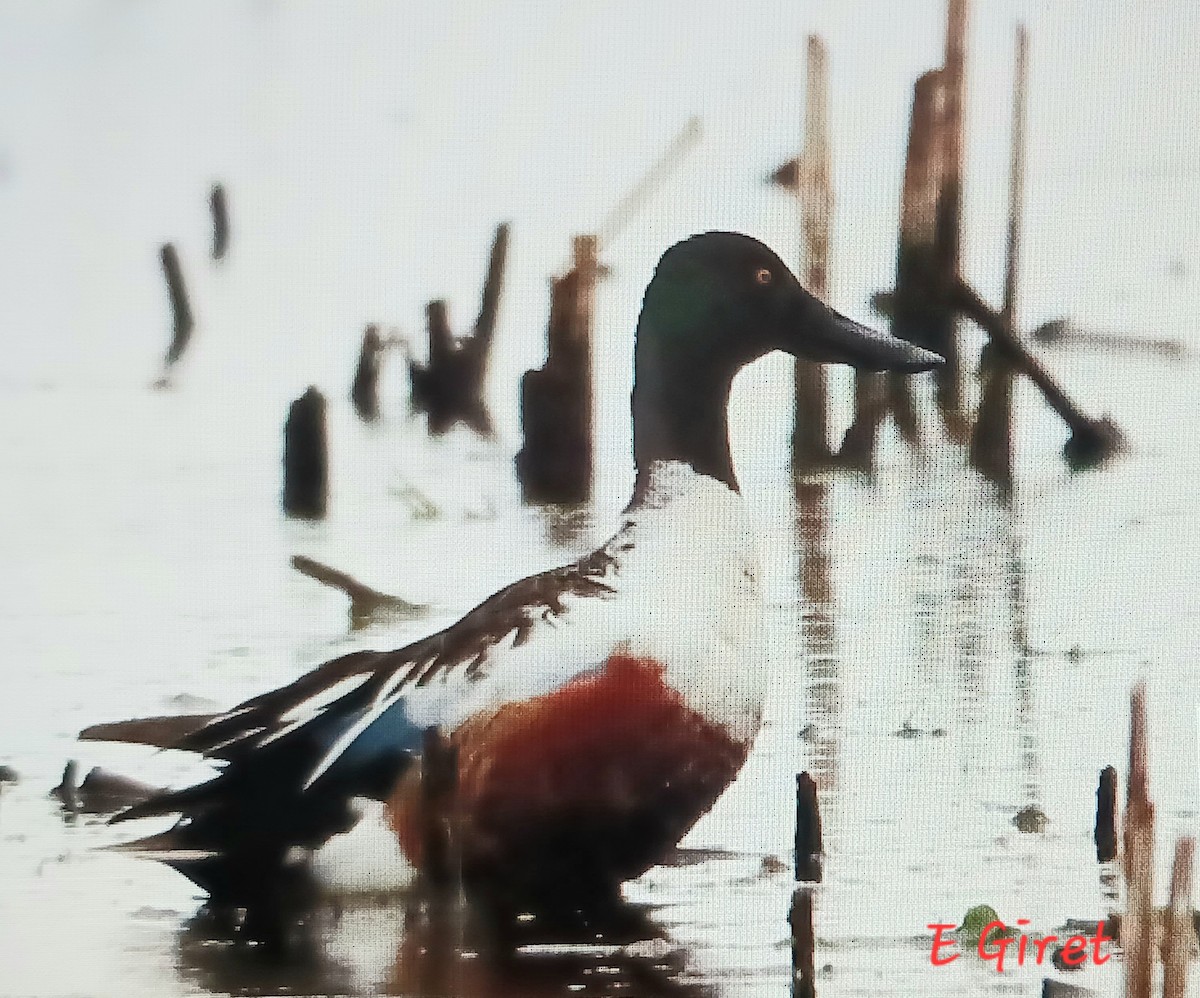 Northern Shoveler - ML620272461