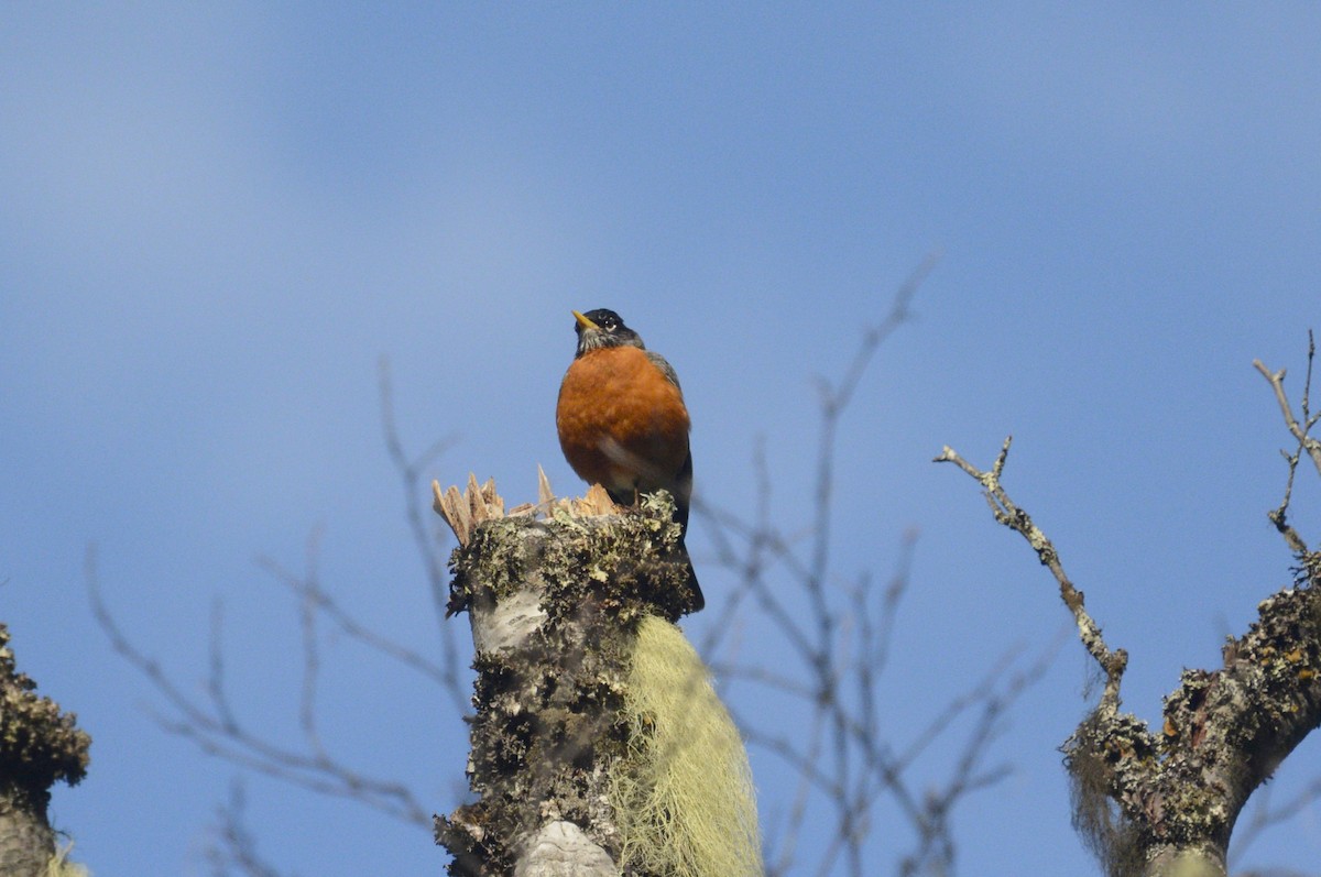 American Robin - ML620272466