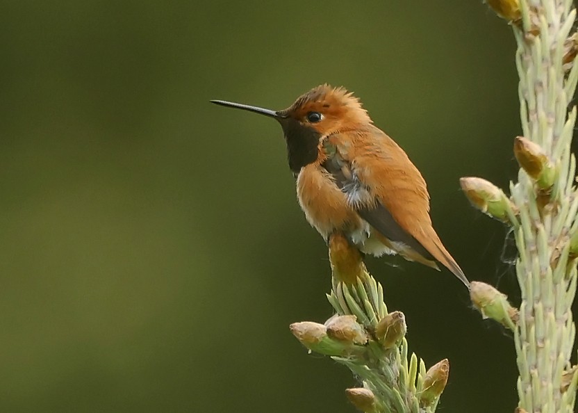 Rufous Hummingbird - ML620272467