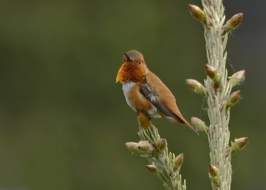 Colibrí Rufo - ML620272468