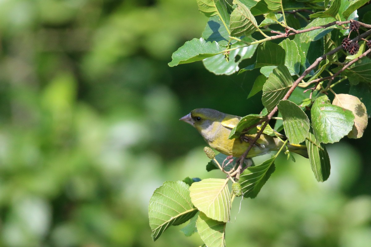 European Greenfinch - ML620272476