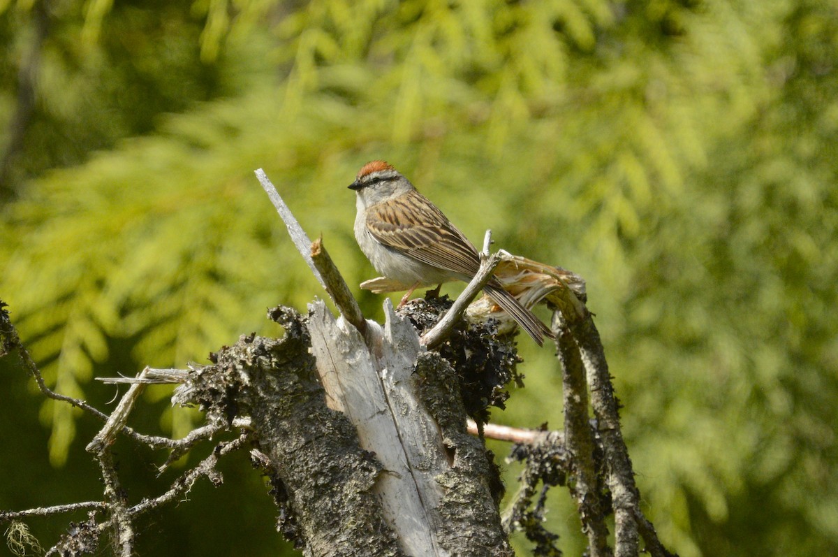 Chipping Sparrow - ML620272477