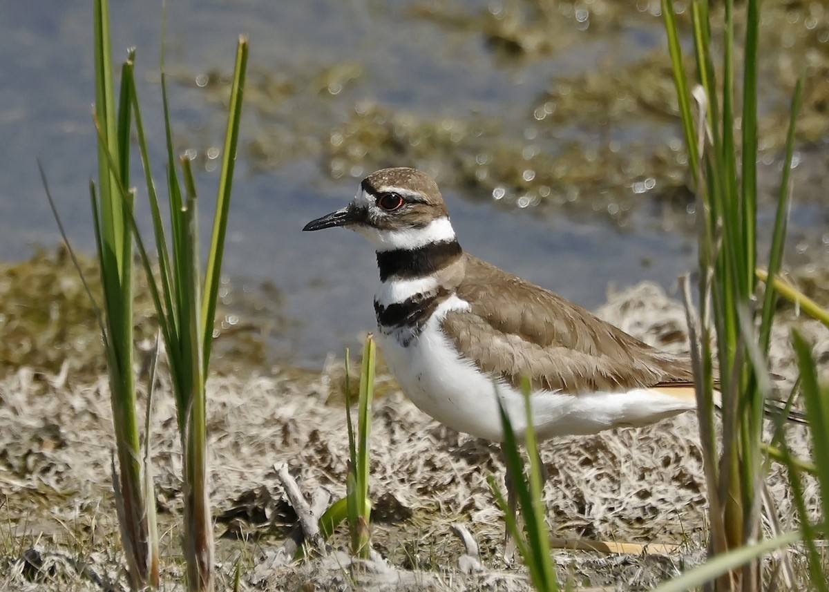 Killdeer - ML620272479