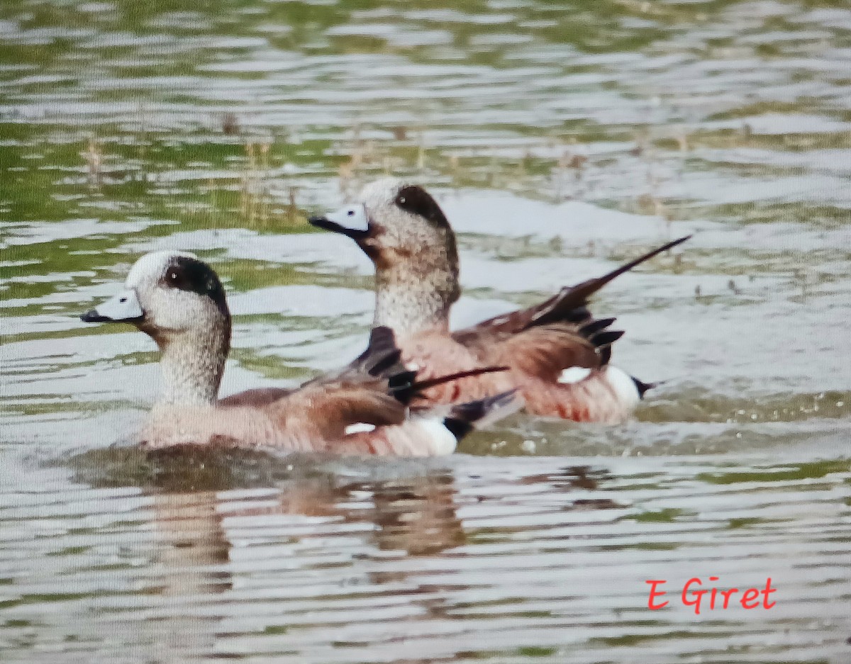 American Wigeon - ML620272484