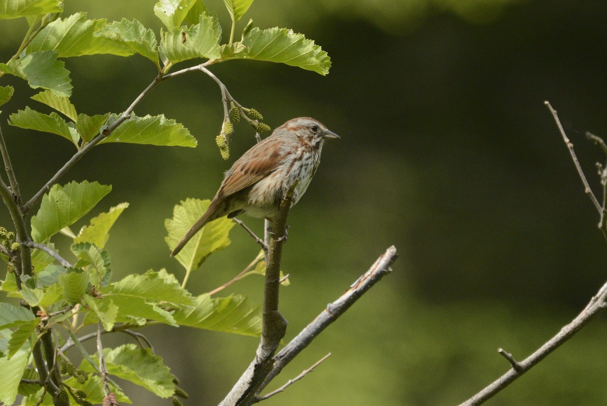 Song Sparrow - ML620272486