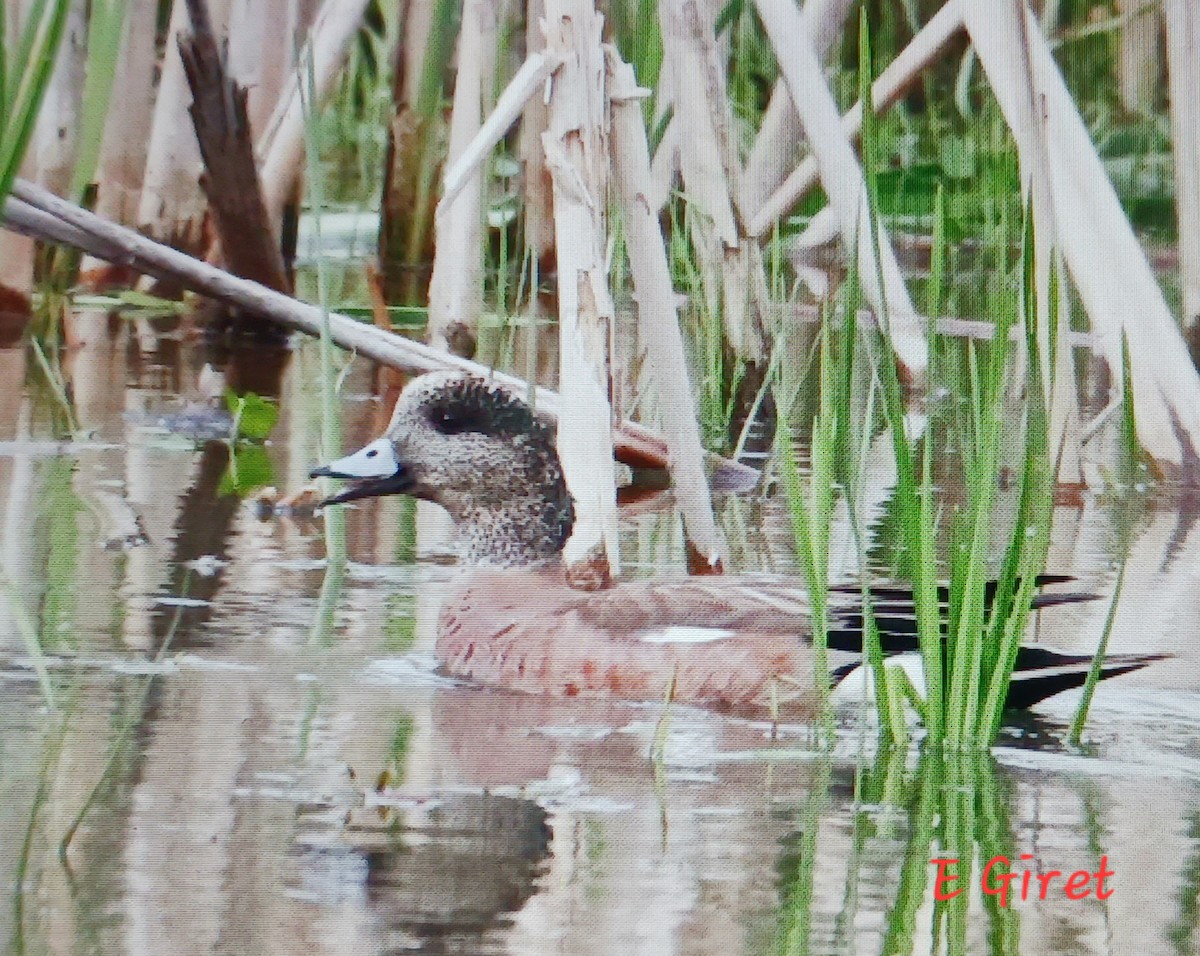 American Wigeon - ML620272488