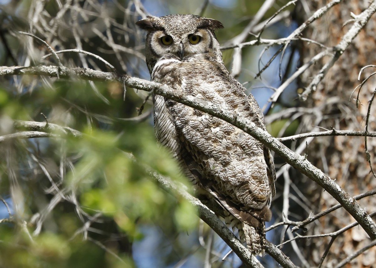 Great Horned Owl - ML620272489