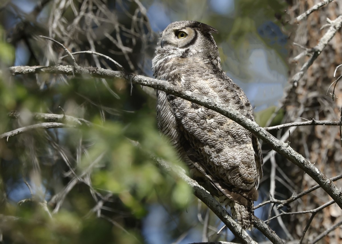 Great Horned Owl - ML620272490