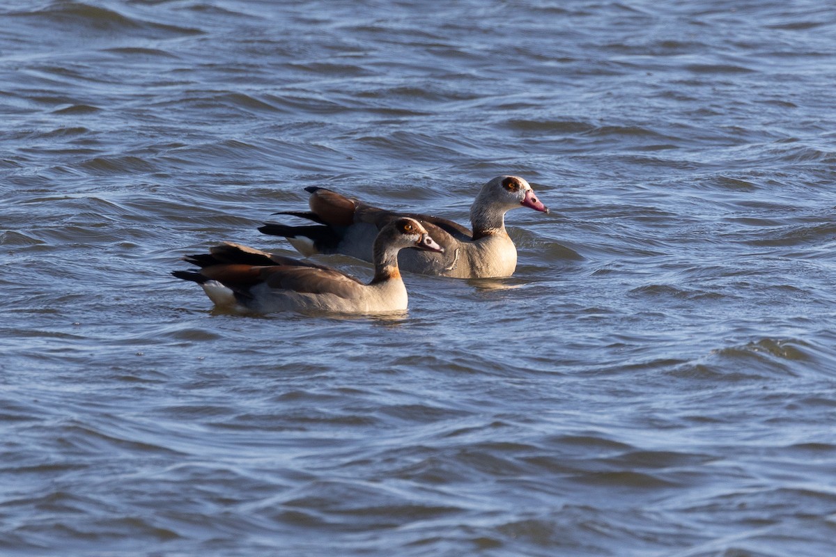 Egyptian Goose - ML620272496