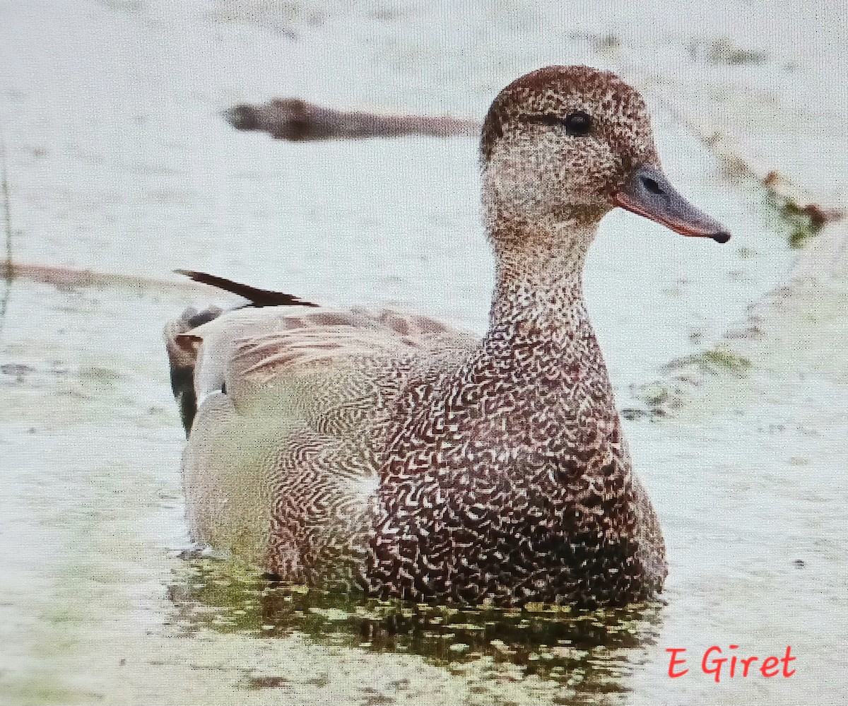 Gadwall - ML620272497