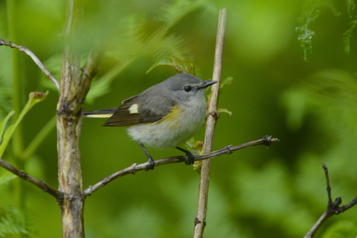 American Redstart - ML620272498