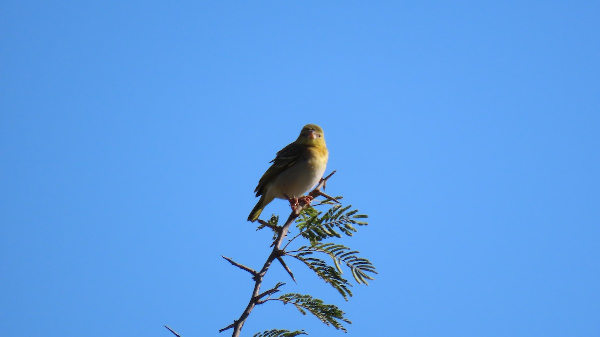 Southern Masked-Weaver - ML620272500