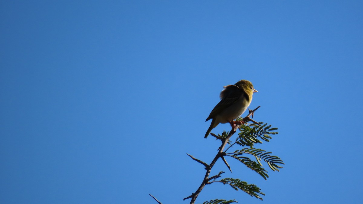 Southern Masked-Weaver - ML620272501