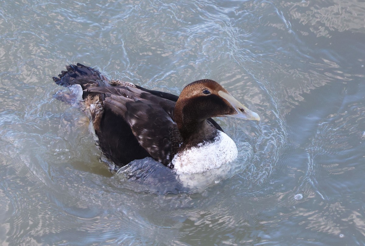 Common Eider - ML620272512