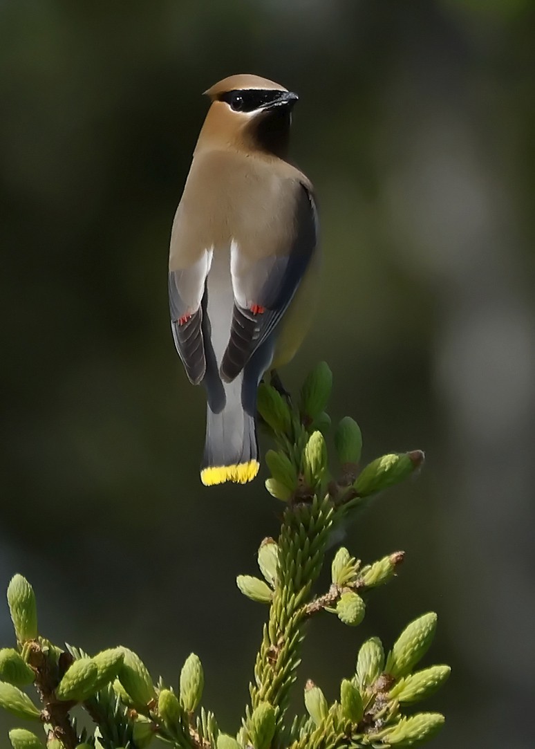 Cedar Waxwing - ML620272514