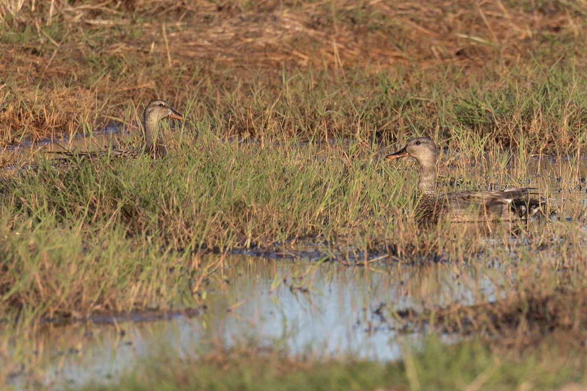 Gadwall - ML620272516