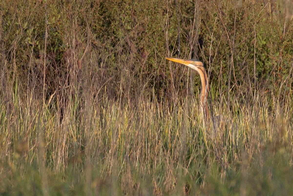 Purple Heron - ML620272518