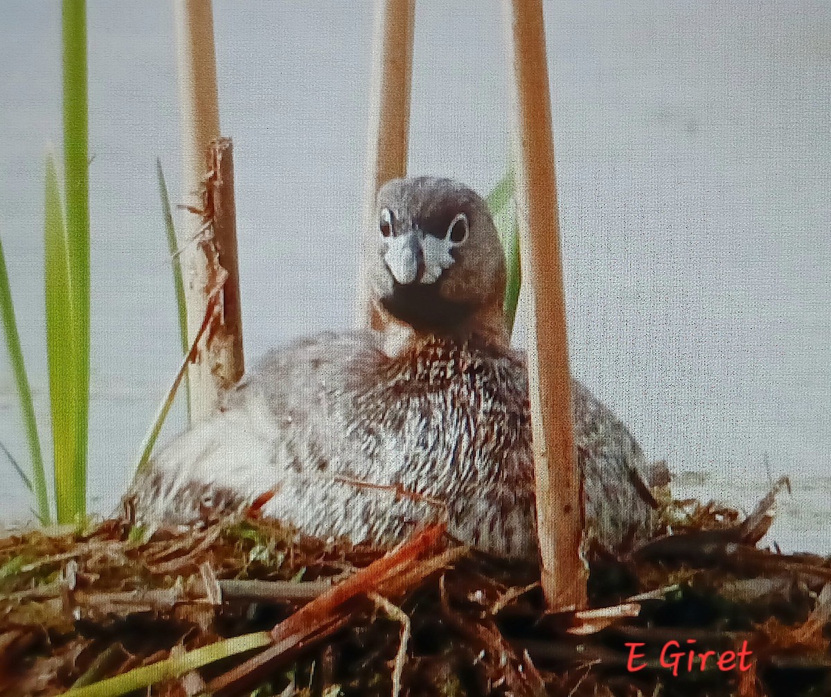 Pied-billed Grebe - ML620272526