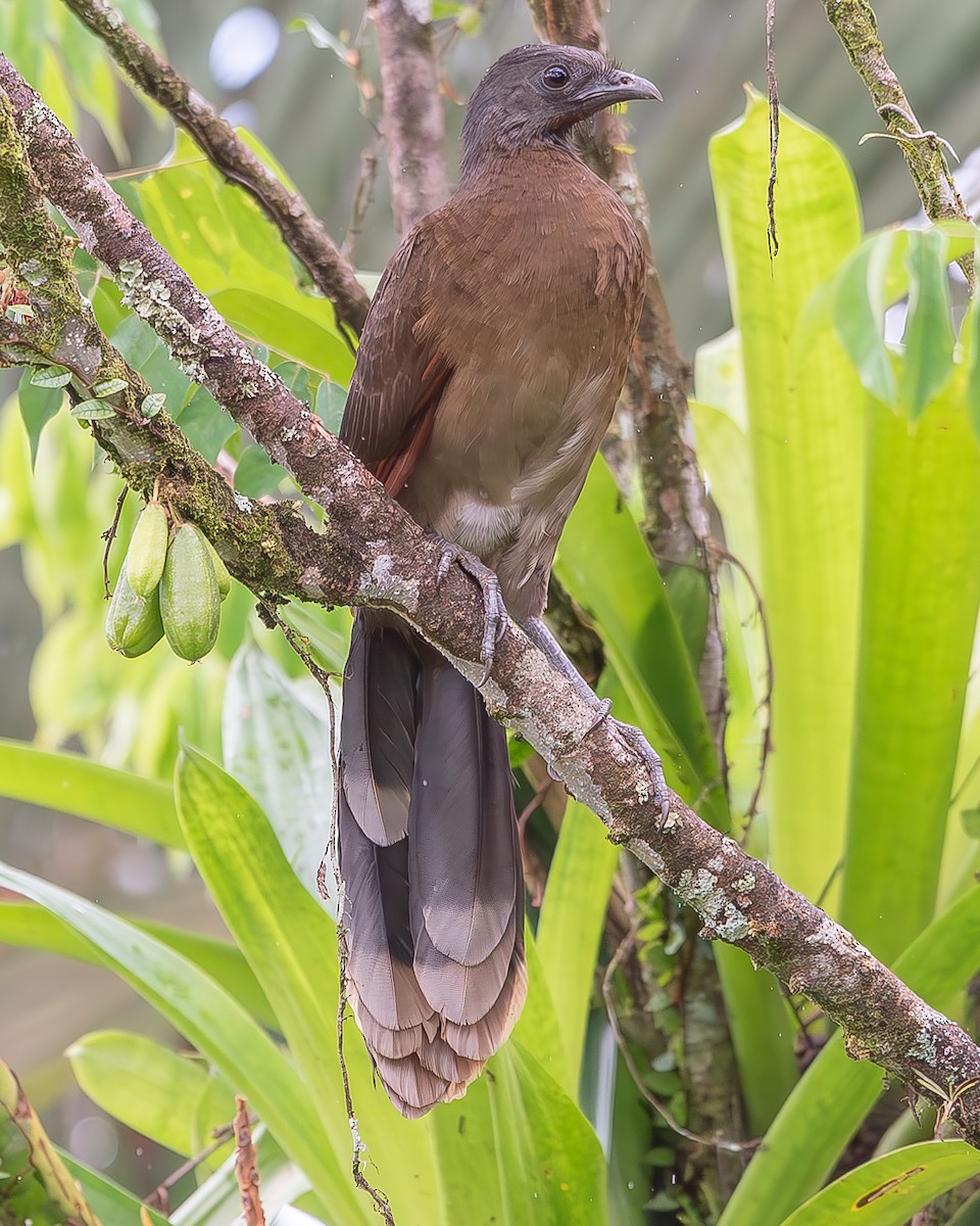 Gray-headed Chachalaca - ML620272527