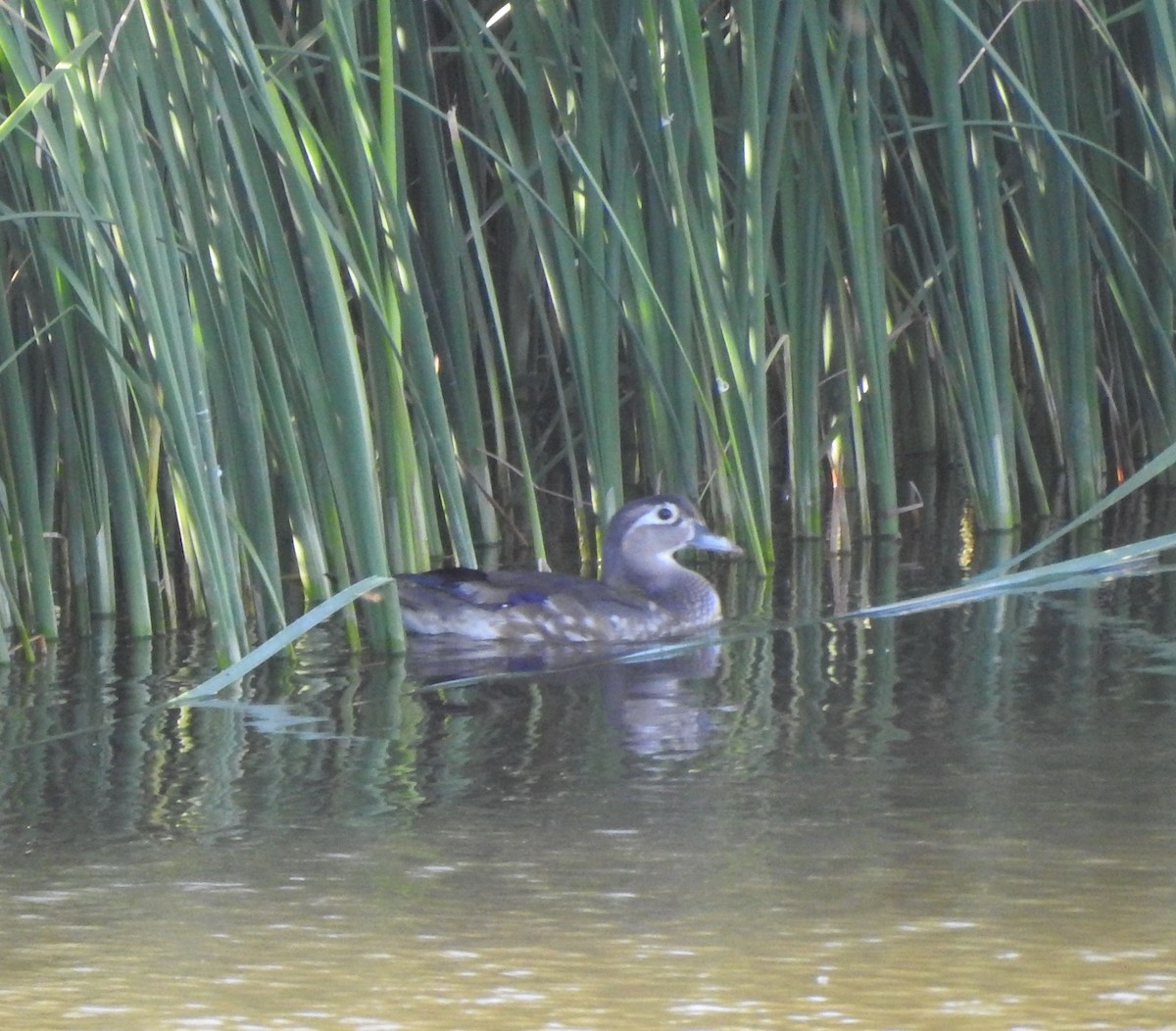 Wood Duck - ML620272534