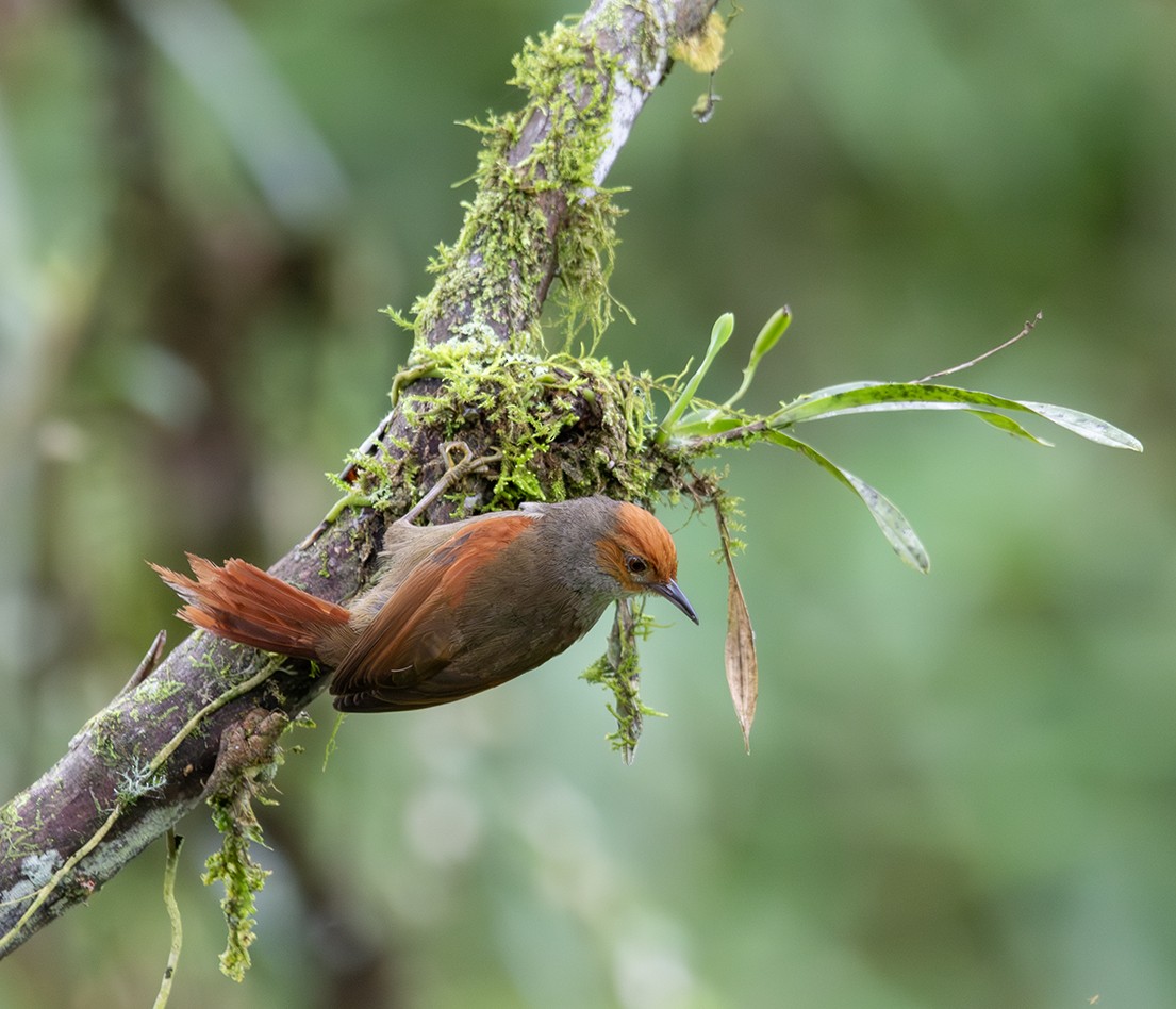 Red-faced Spinetail - ML620272535