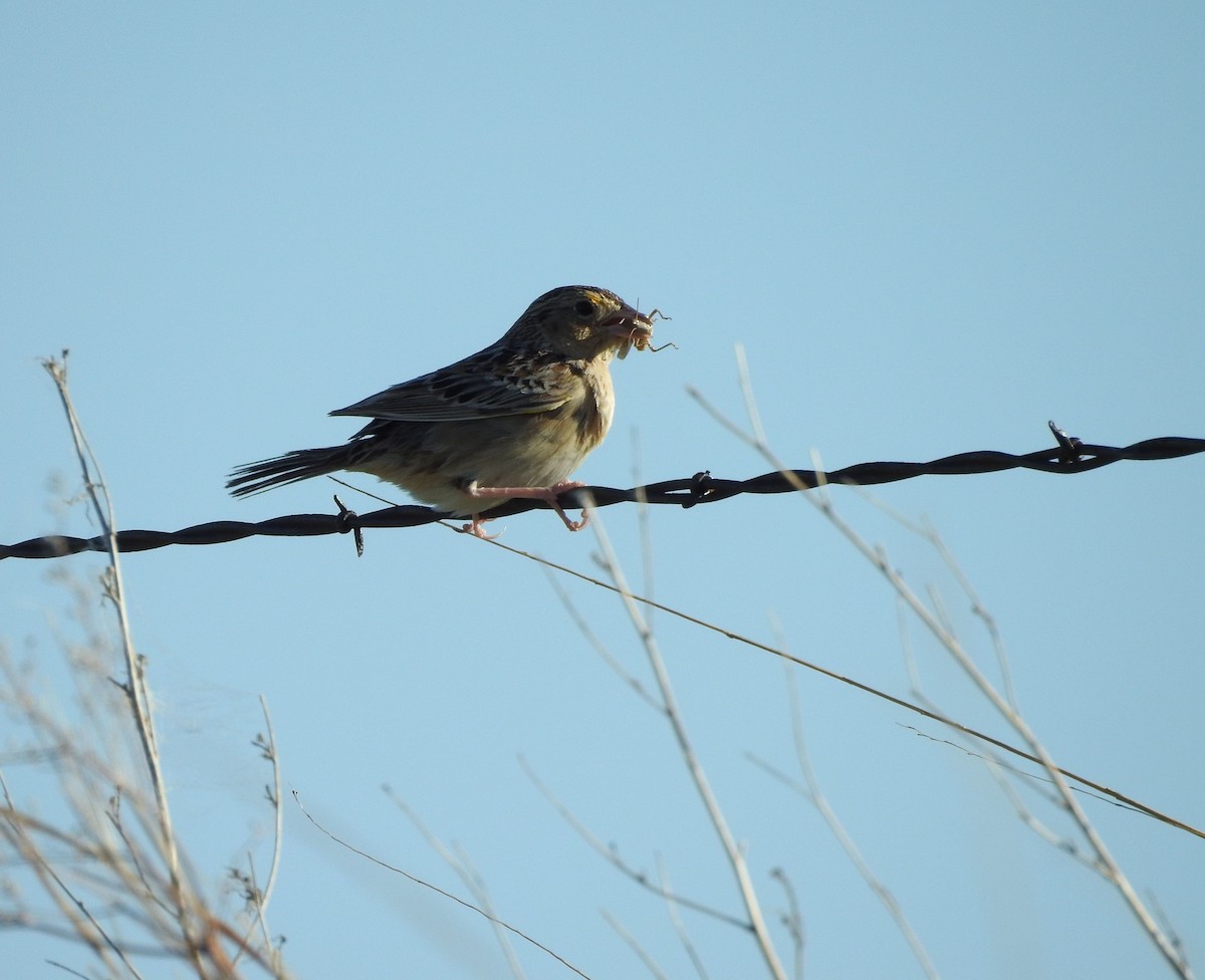 Grasshopper Sparrow - ML620272546