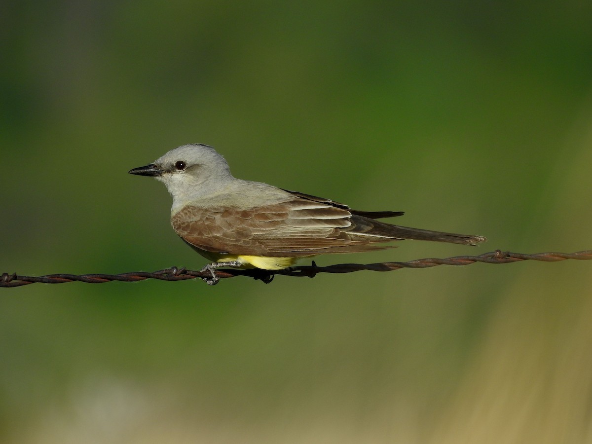 Western Kingbird - ML620272558