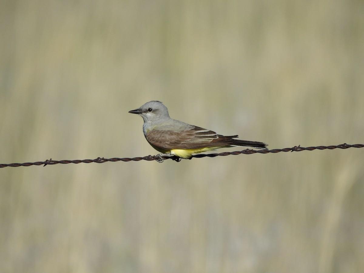 Western Kingbird - ML620272559