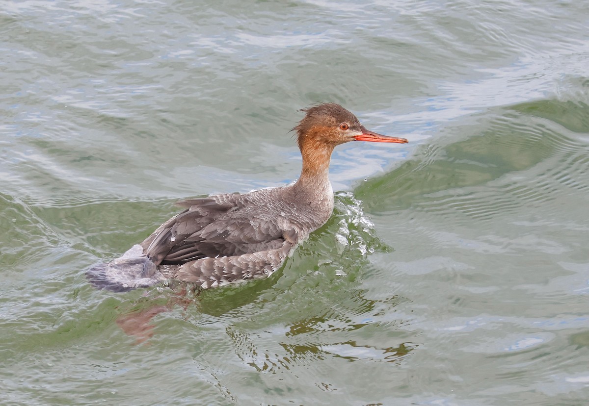 Red-breasted Merganser - ML620272570