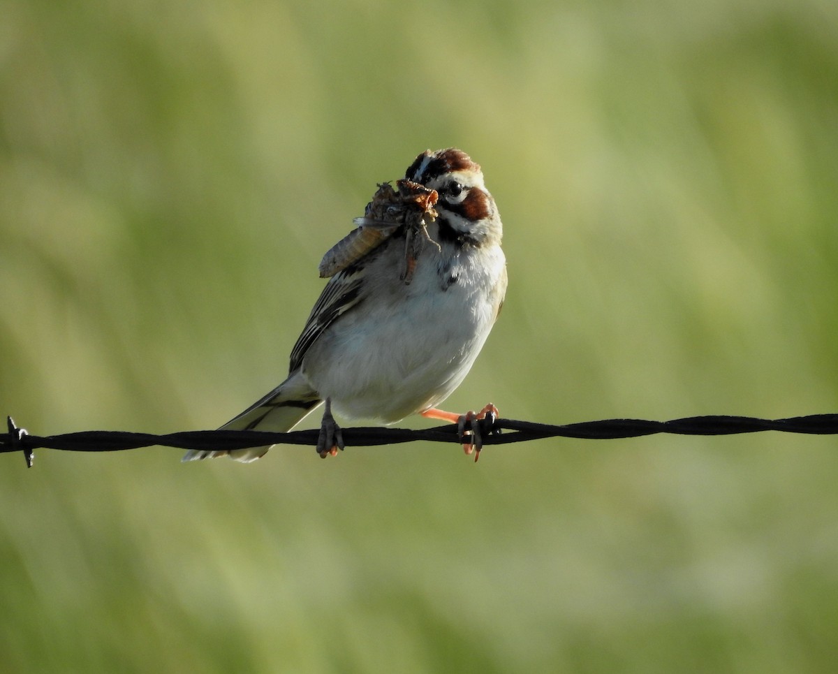 Lark Sparrow - ML620272573