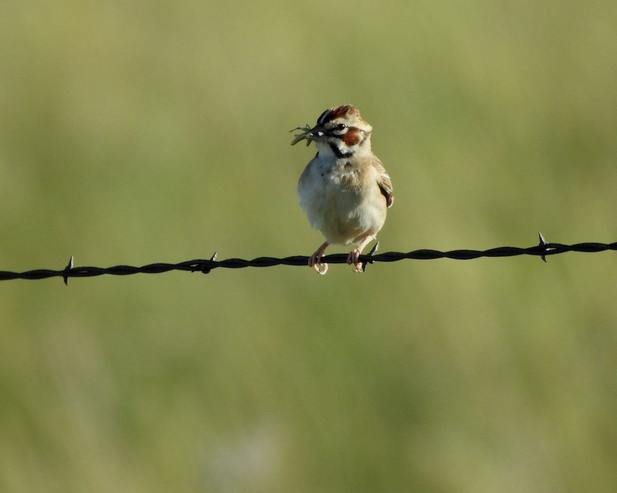 Lark Sparrow - ML620272574