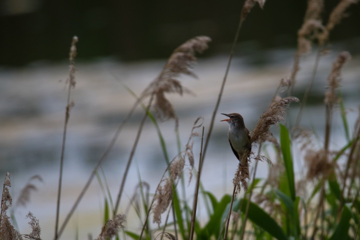 Great Reed Warbler - ML620272582