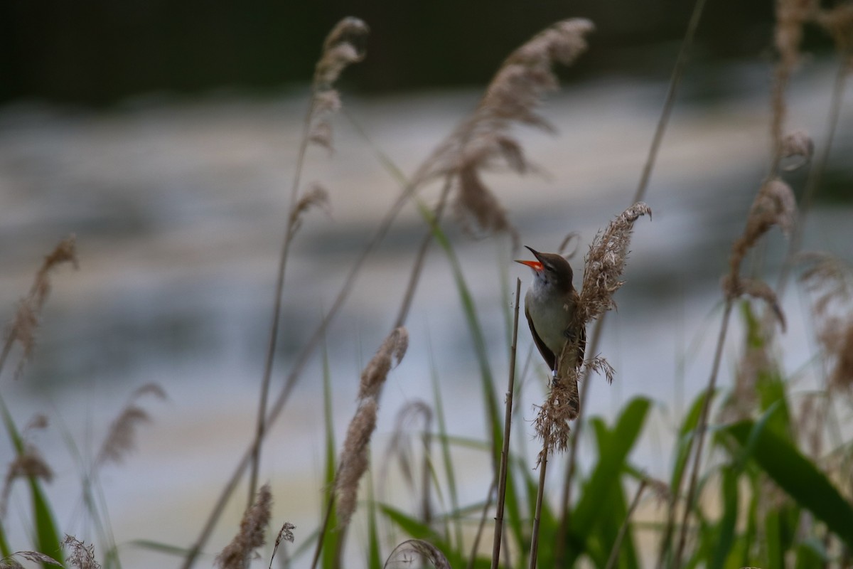 Great Reed Warbler - Jeroen Lissens