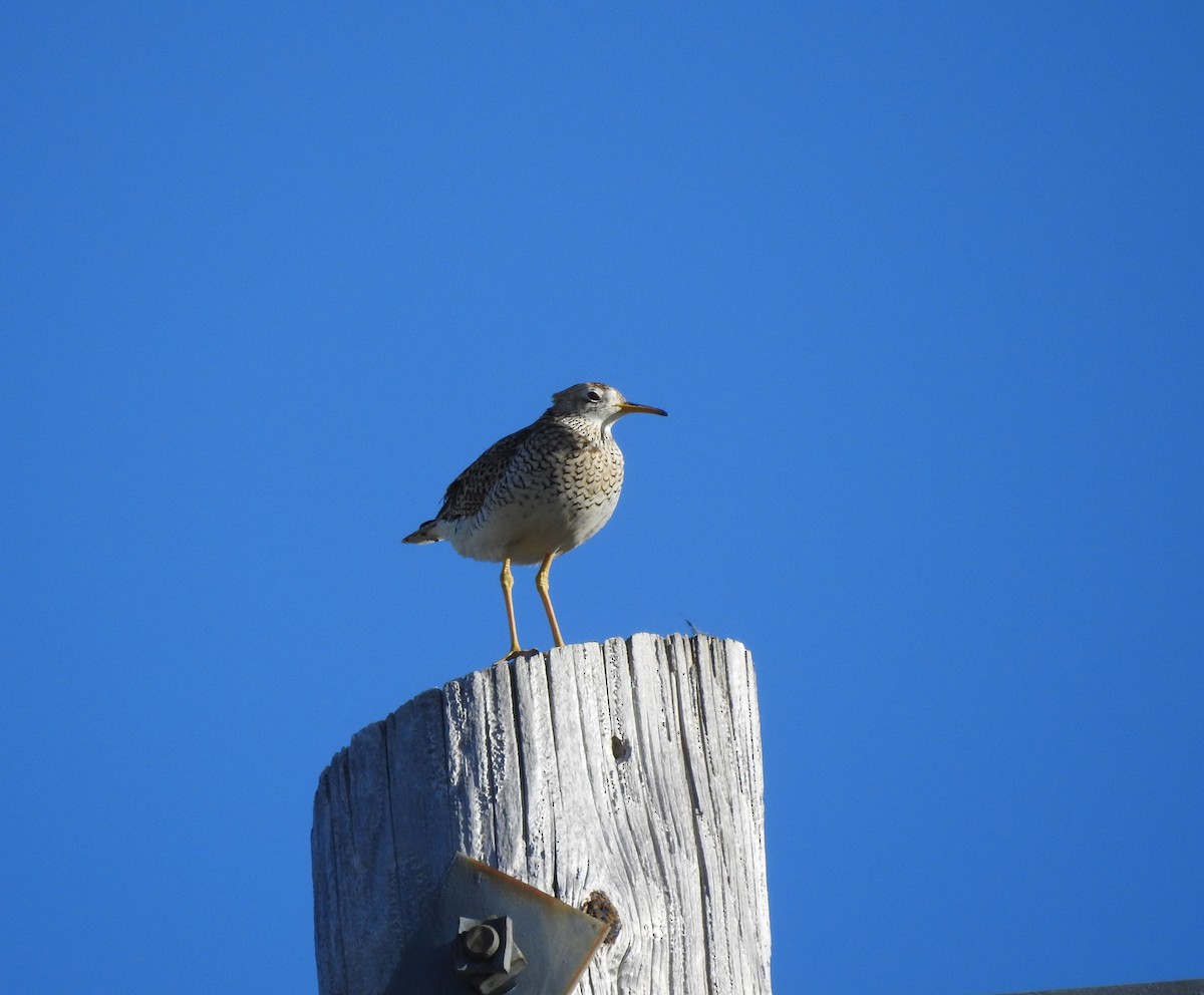 Upland Sandpiper - ML620272585