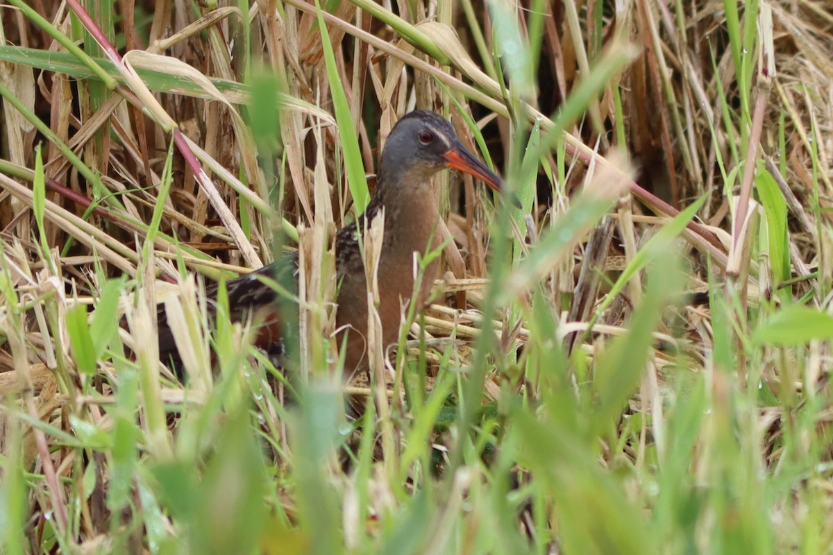 Virginia Rail - ML620272604