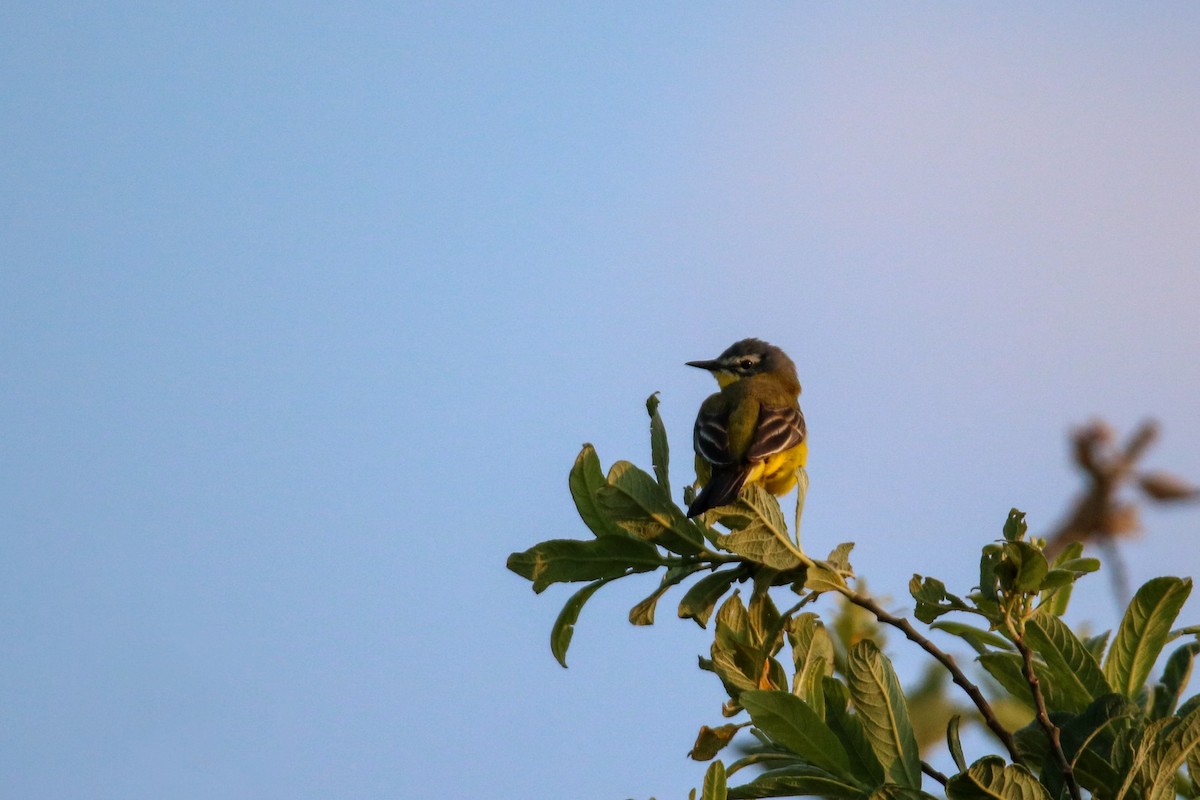 Western Yellow Wagtail - ML620272606