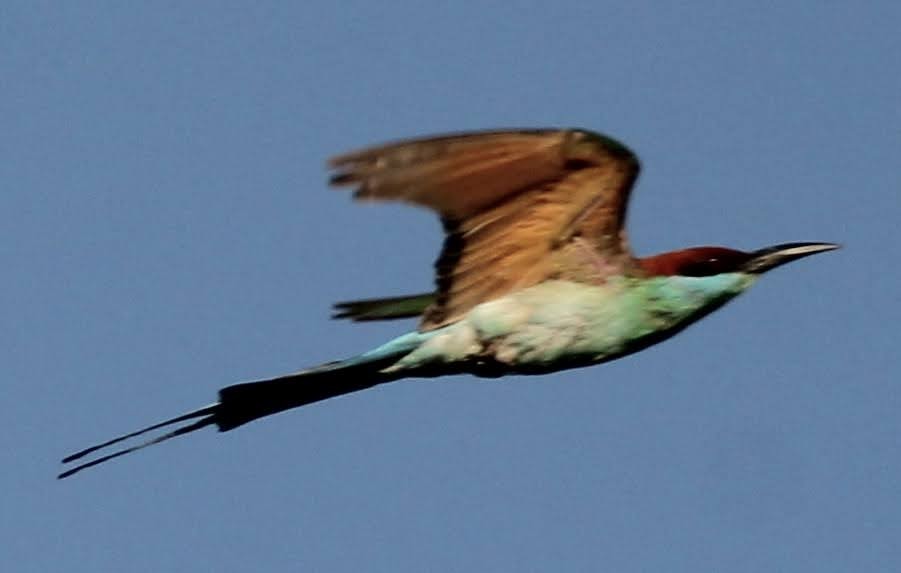 Rufous-crowned Bee-eater - ML620272616