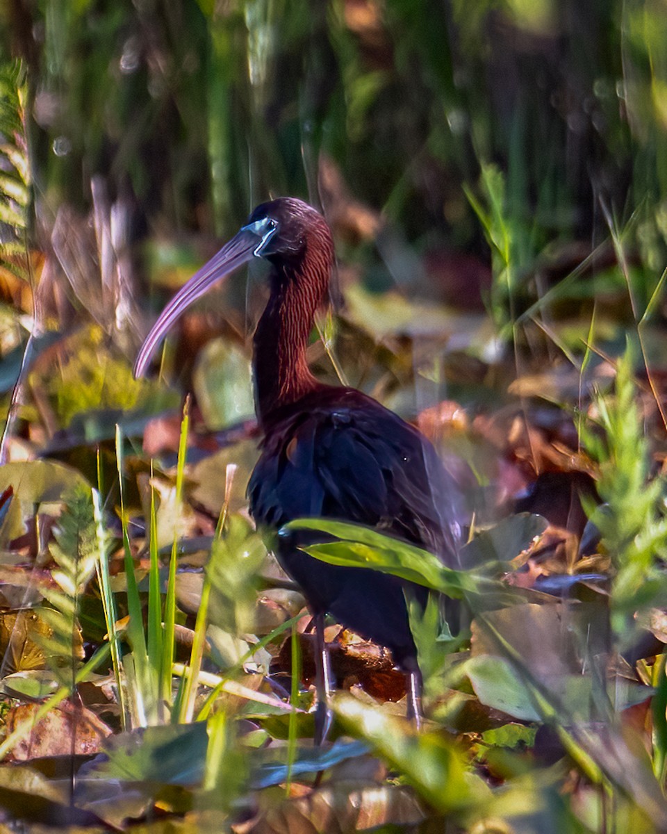 Glossy Ibis - John A. Middleton Jr.