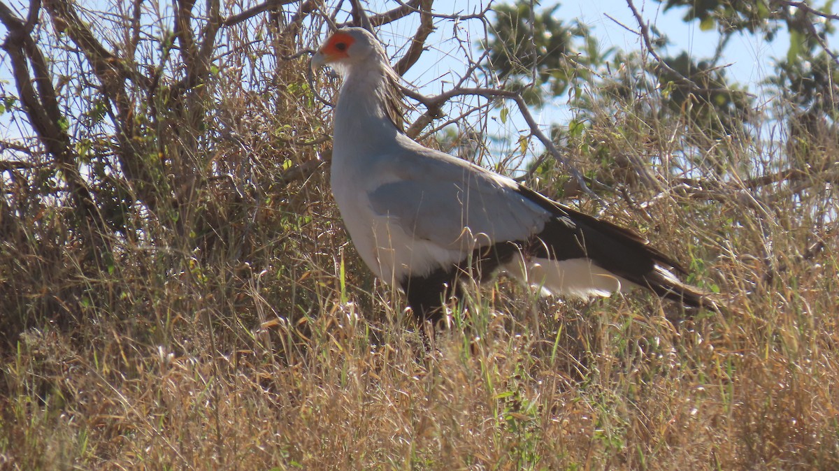 Secretarybird - ML620272629